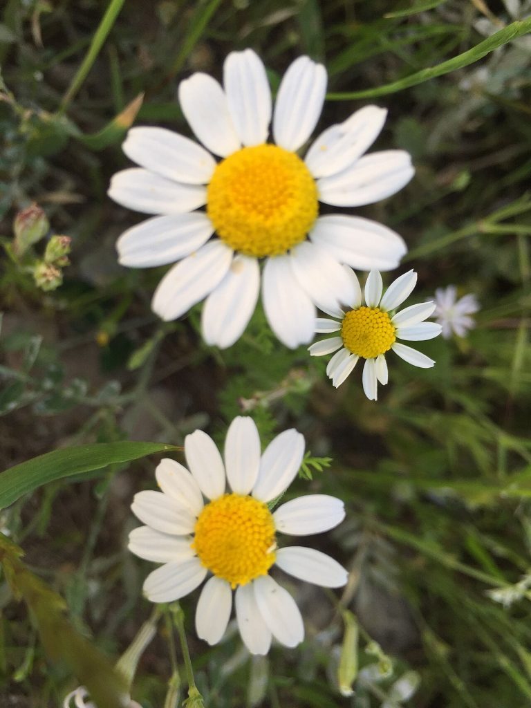 گل بابونه