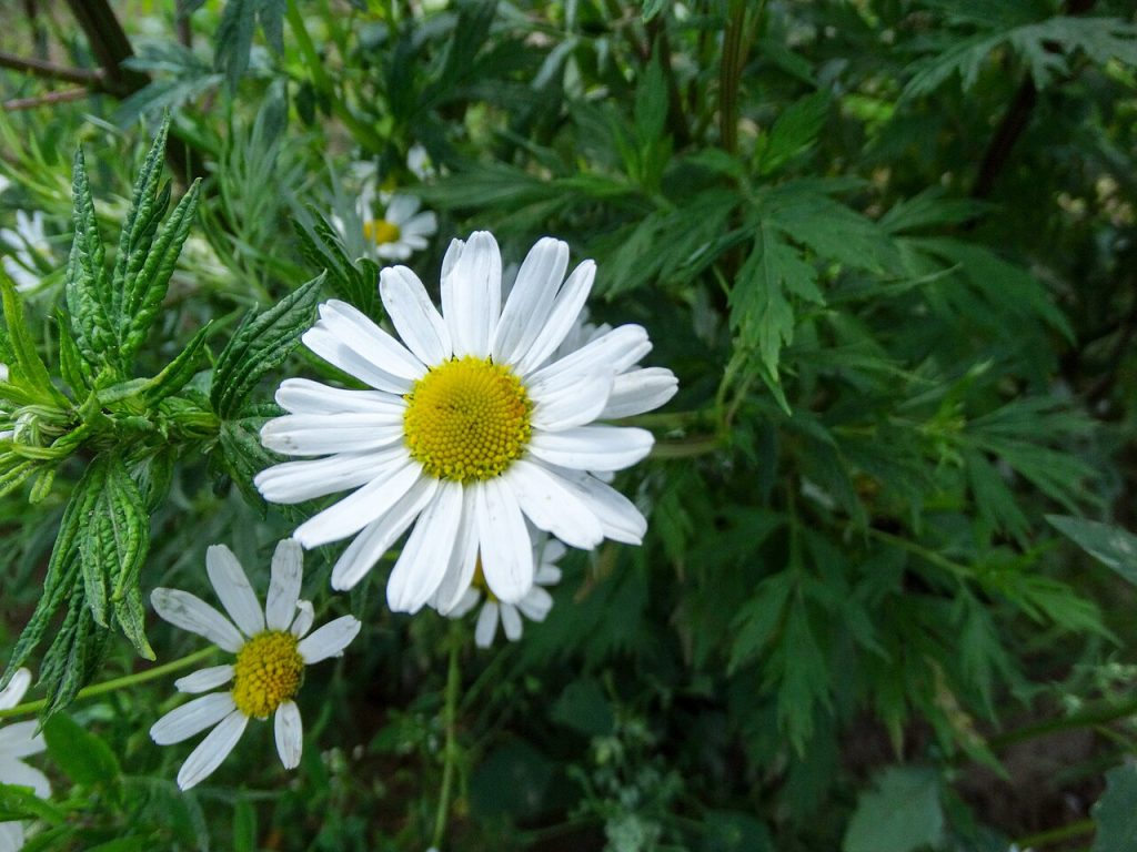 گل بابونه