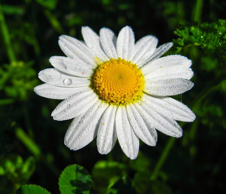 تصویر گل بابونه
