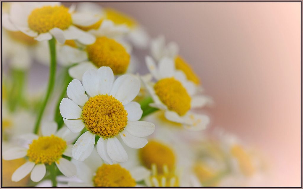 گل بابونه