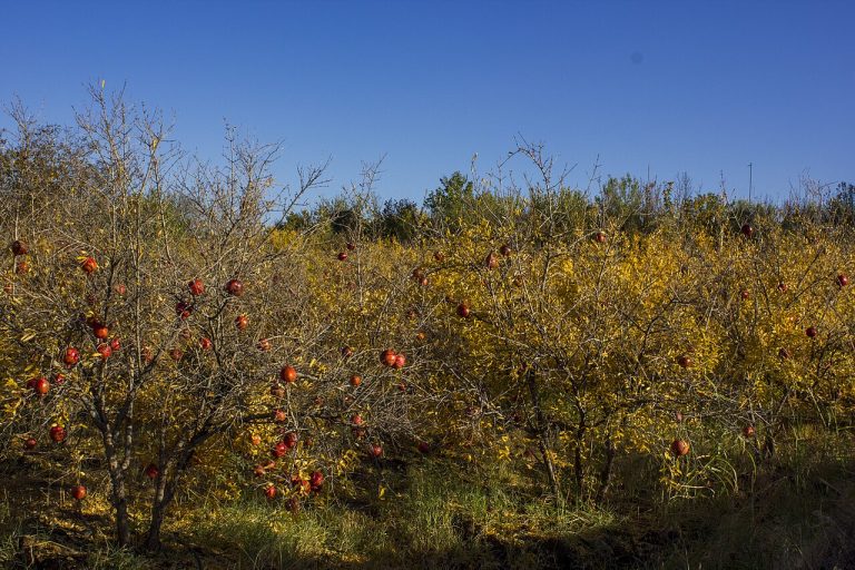 انار باغ انار Pomegranate Pomegranate garden 02