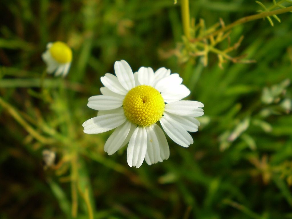 گل بابونه
